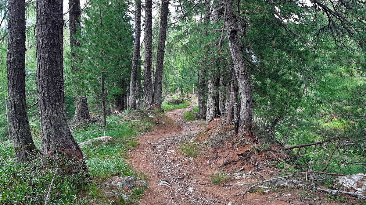 Single Trail di ritorno a Bormio dalla Val Viola